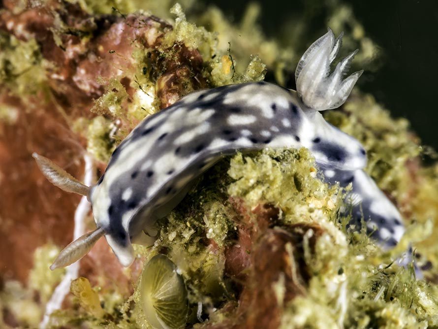 Hypselodoris cf infucata